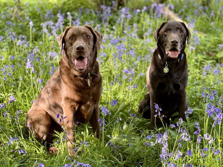 Bluebells in the background in a luscious woodland. Two brown labradors are sat upright centre of the image looking towards the camera.